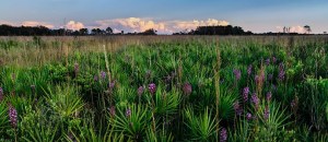 Myakka River State Park