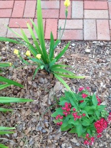 Floers blooming by the Pete Esthus Memorial Walk at the Historical Society of Sarasota County