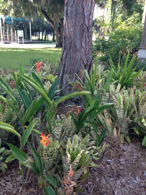  Around the pine trees at Pioneer Park, the landscape committee has installed bromeliads and dwarf heliconias. They are hardy, need little water or care and reward us with wonderful color and texture. All of these plants were donated to the HSOSC members garden by friends of the Bidwell-Wood House and the Crocker Memorial Church. We strive to keep the garden Florida-friendly.