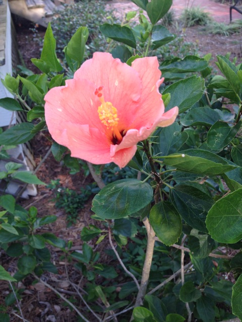 Currently,we have one hibiscus bush in the members garden at the Historical Society. It's on the east side of the Bidwell-Wood House near the front porch. This bush was donated to the garden by a member. That's how we get most of our plants, so if you have a cutting or a plant that is Florida friendly and needs a home, bring it to Pioneer Park and add to the botanical history that is growing strong.