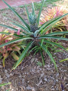 Pineapples in Sarasota, at the Historical Society of Sarasota County, 12th St & Tamiami Trail, in Pioneer Park