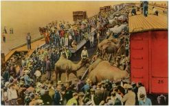 Circus Train, Sarasota