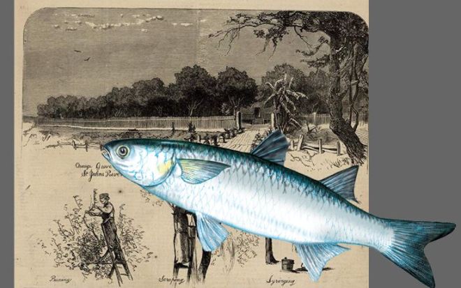 The Whitakers: at the Historical Society of Sarasota County