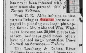 Prof. C.E.Abbe and Wm. Whitaker growing pineapples in Sarasota