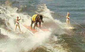 The Historical Society of Sarasota County presents Sunshine Springs and Gardens' famous water-skiing elephant.