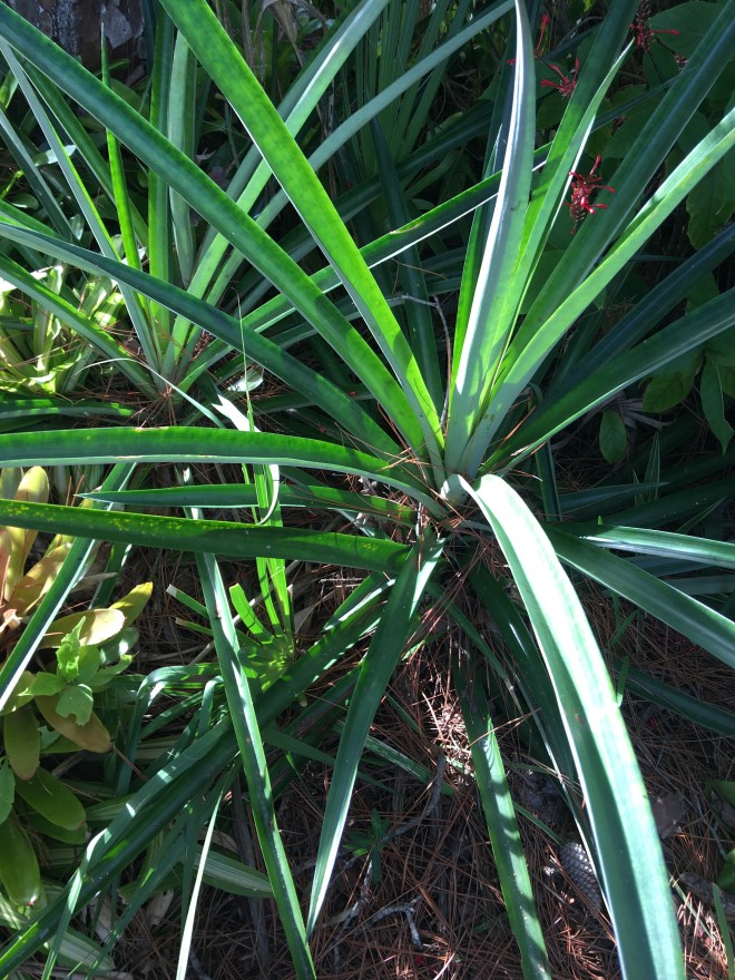 The Historical Society of Sarasota County had a Clean-Up Day