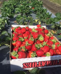 Strawberries in tomato box
