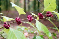 An embarrassment of riches. And free dirt under your&nbsp;nails.